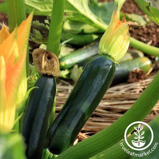 Squash Seeds - Summer - Zucchini Black Beauty