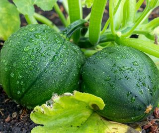 Circular 'Eight `Ball' zucchini