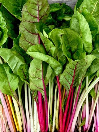 Swiss Chard, Bright Lights