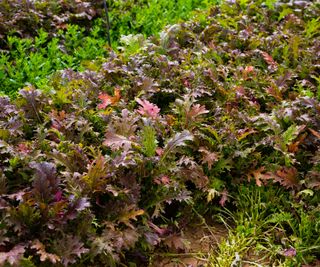 Red mizuna growing in a garden