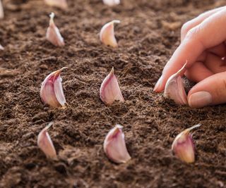 Garlic cloves being planted by hand into soil