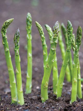 Asparagus, Mary Washington