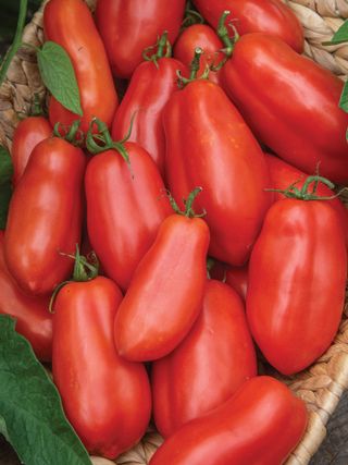 Tomato, San Marzano