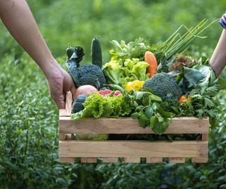 Hand of farmers carrying the wooden tray full of freshly pick organics vegetables