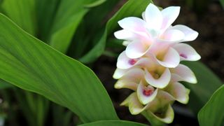 White Curcuma flower among foliage