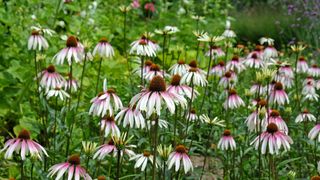 Pale purple coneflowers