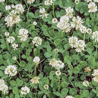 White Dutch Clover Cover Crop Seeds 