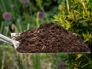 well rotted garden compost for mulching