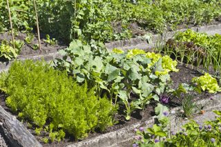 vegetable patch with a variety of vegetables