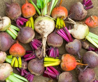 beetroot harvest of different colored beets gathered in late summer