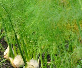 Fennel growing in a veg bed