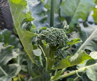 Broccoli growing in a kitchen bed