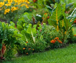 Marigolds growing alongside Swiss chard in a vegetable garden