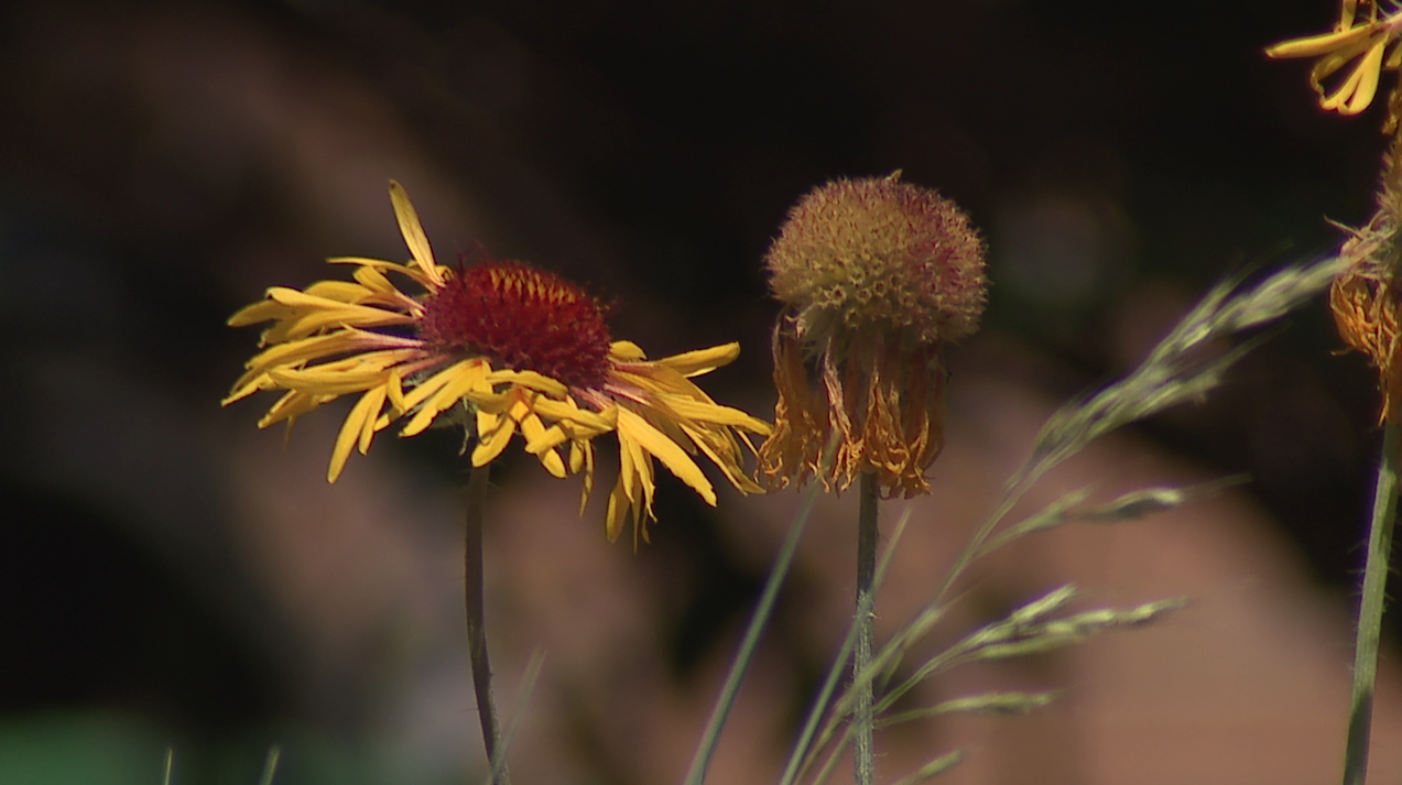 flower in boulder garden