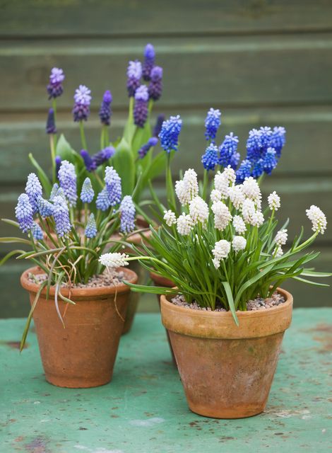 Potted plants