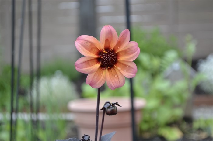 A close-up of a flower on display at the garden tour on Saturday. 