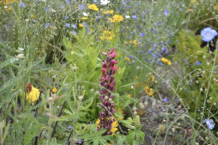 Another shot of Ward's meadow style front lawn. 