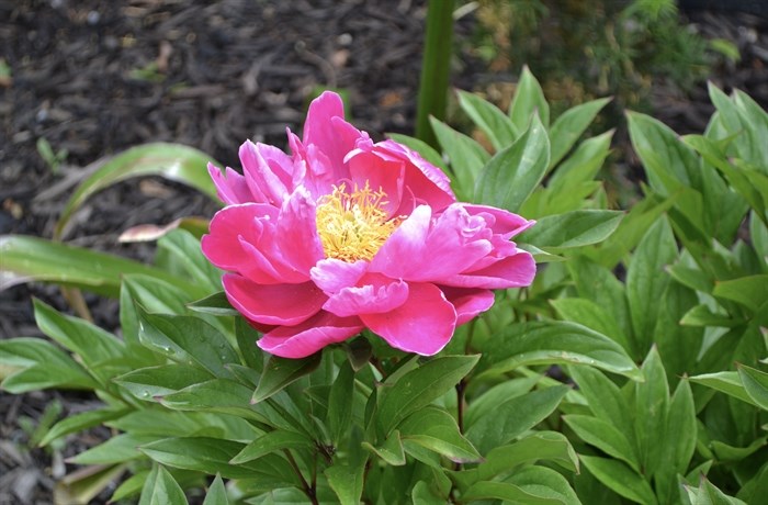 A vibrant pink flower soaking up the rain on Saturday. 