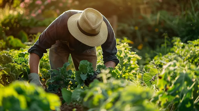 A gardener in a straw hat tending to a lush garden at sunset, surrounded by green plants with light streaming through the foliage.