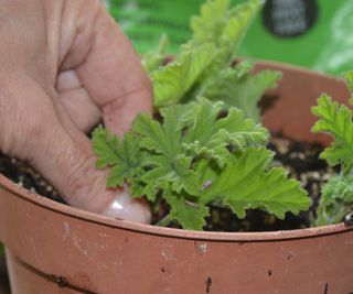 Take pelargonium cuttings in summer