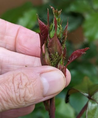 Using fingers to rub a colony of aphids off a rose bud