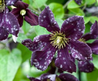 Powdery mildew on a purple flower