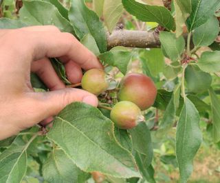 Thinning apples in early summer