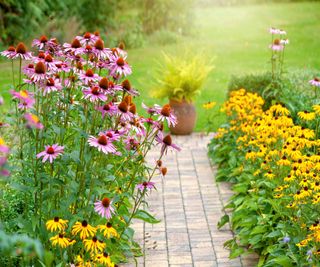 Echinacea and rudbeckia in a summer garden