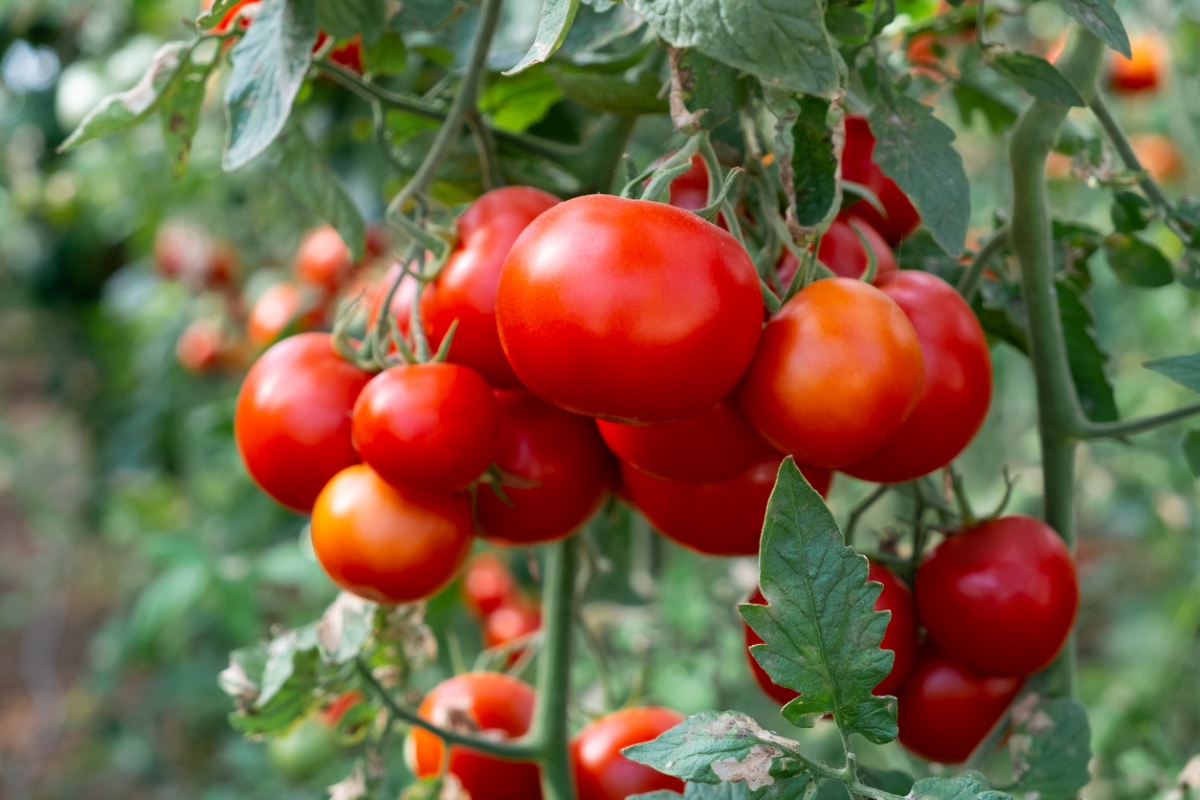 A bunch of red tomatoes growing on the vine.