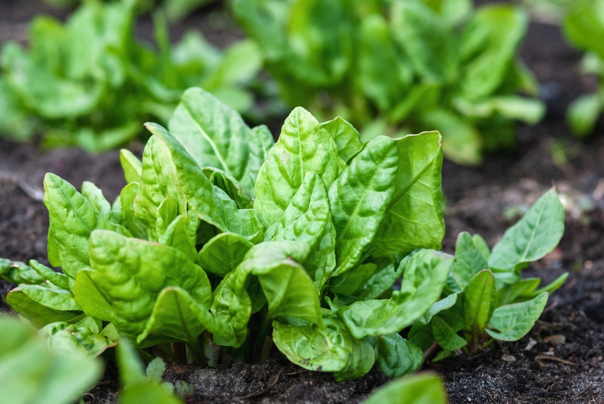 Green spinach plants growing in garden soil.