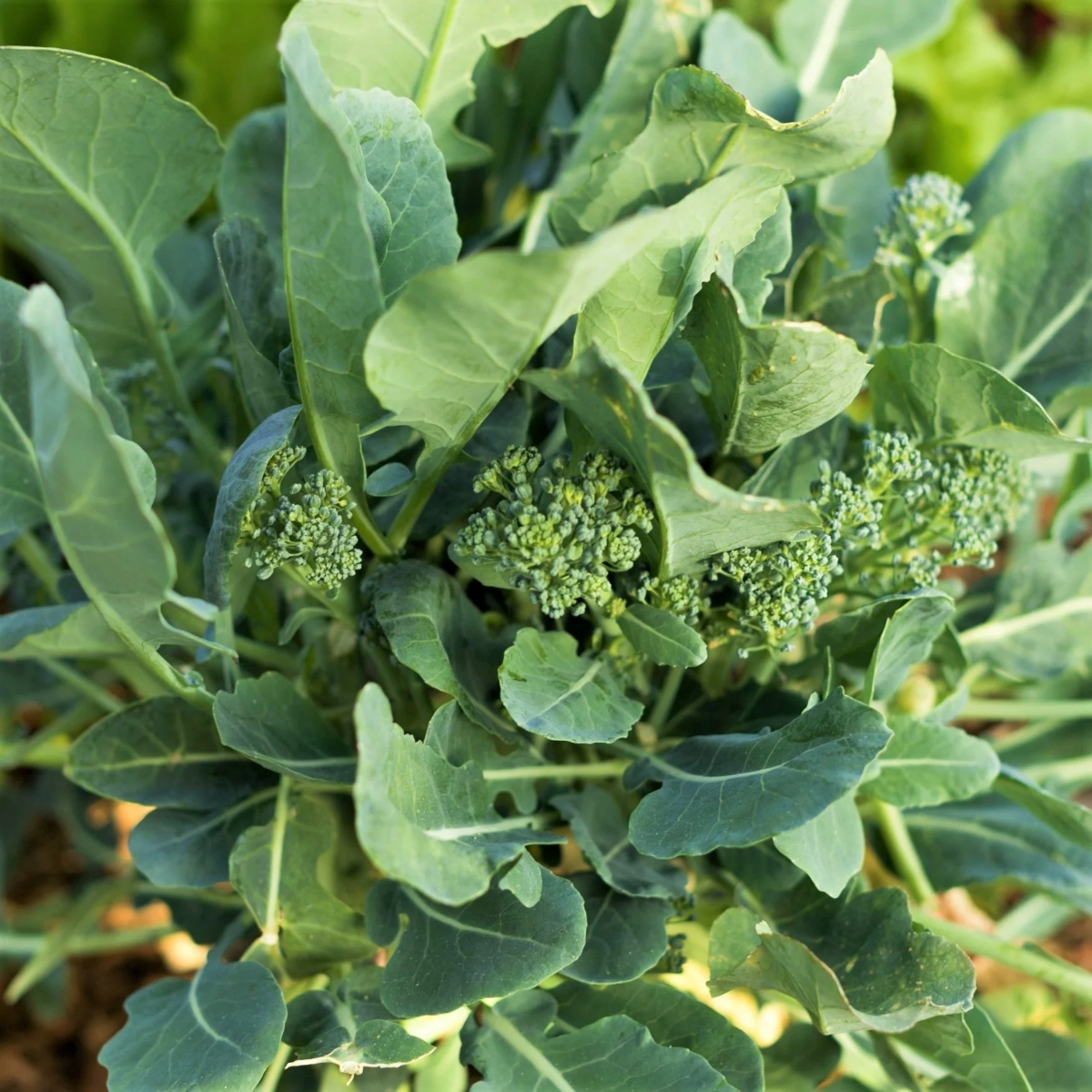 A cluster of green broccoli rabe plants.