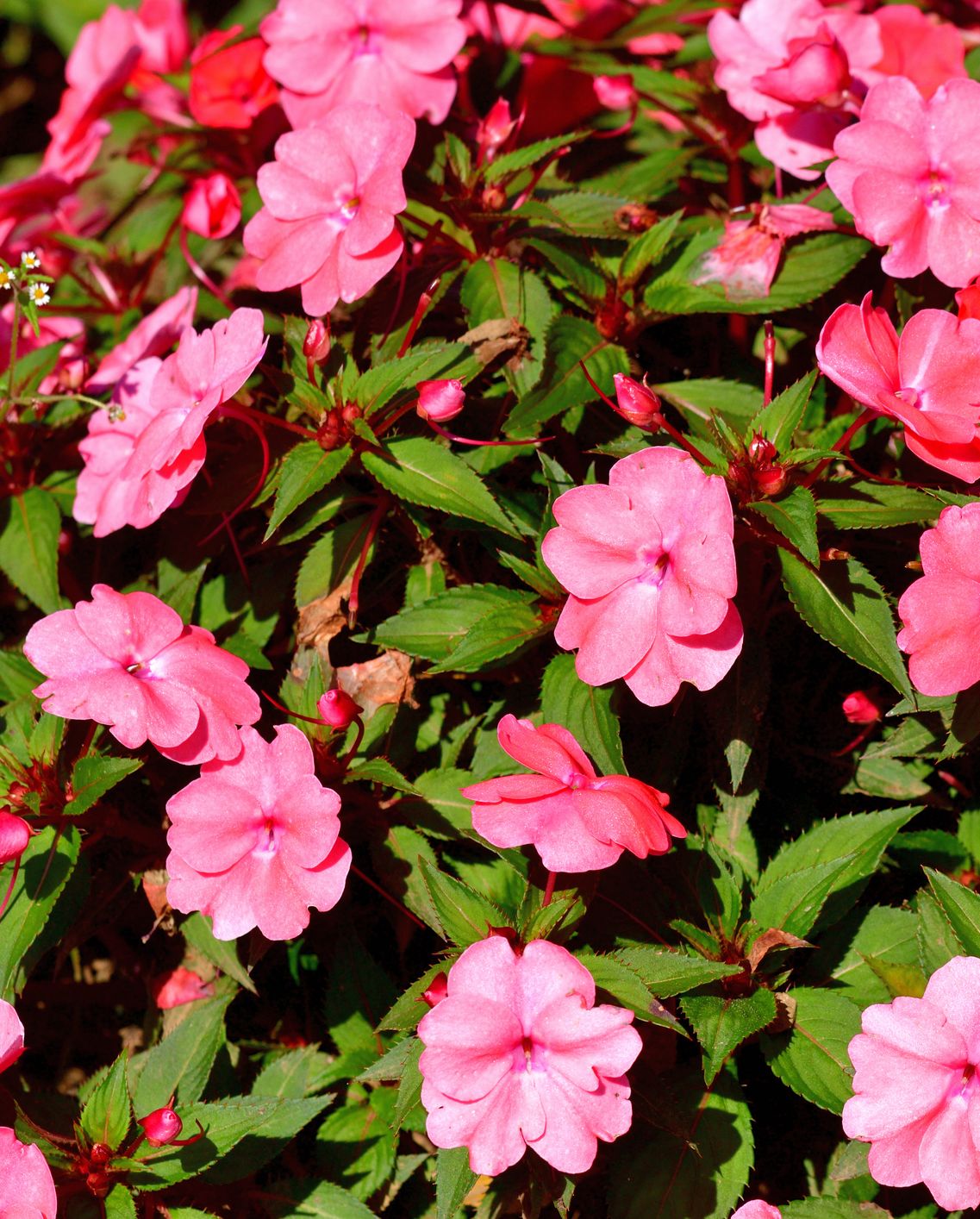 best shade flowers sunpatiens