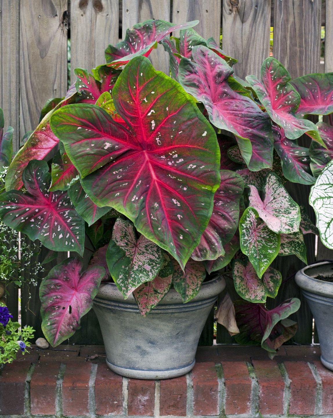 shade flowers caladium