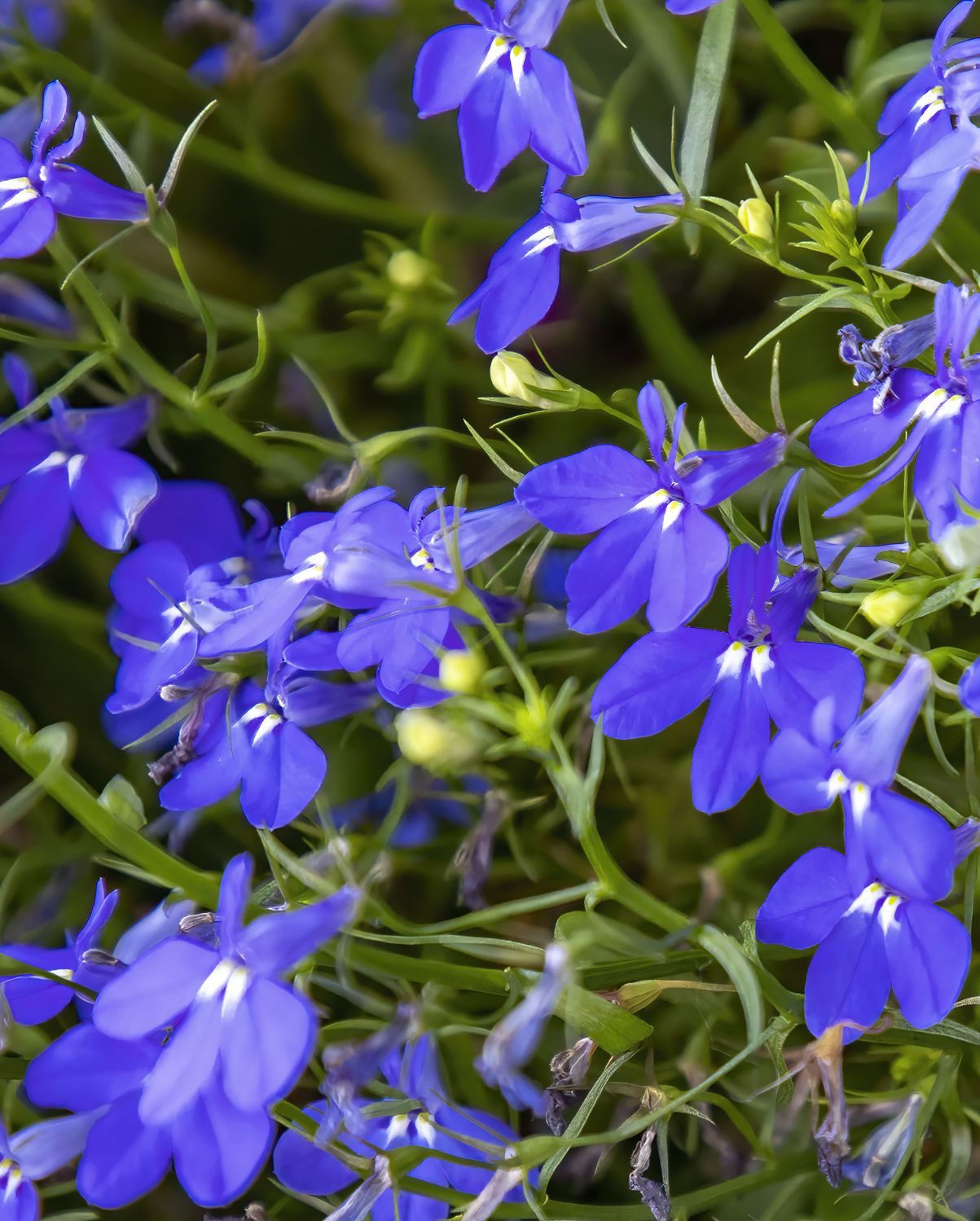 shade flowers lobelia