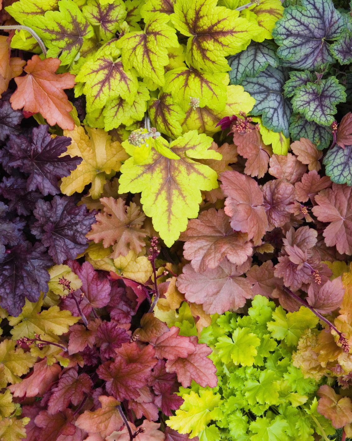 shade flowers heuchera