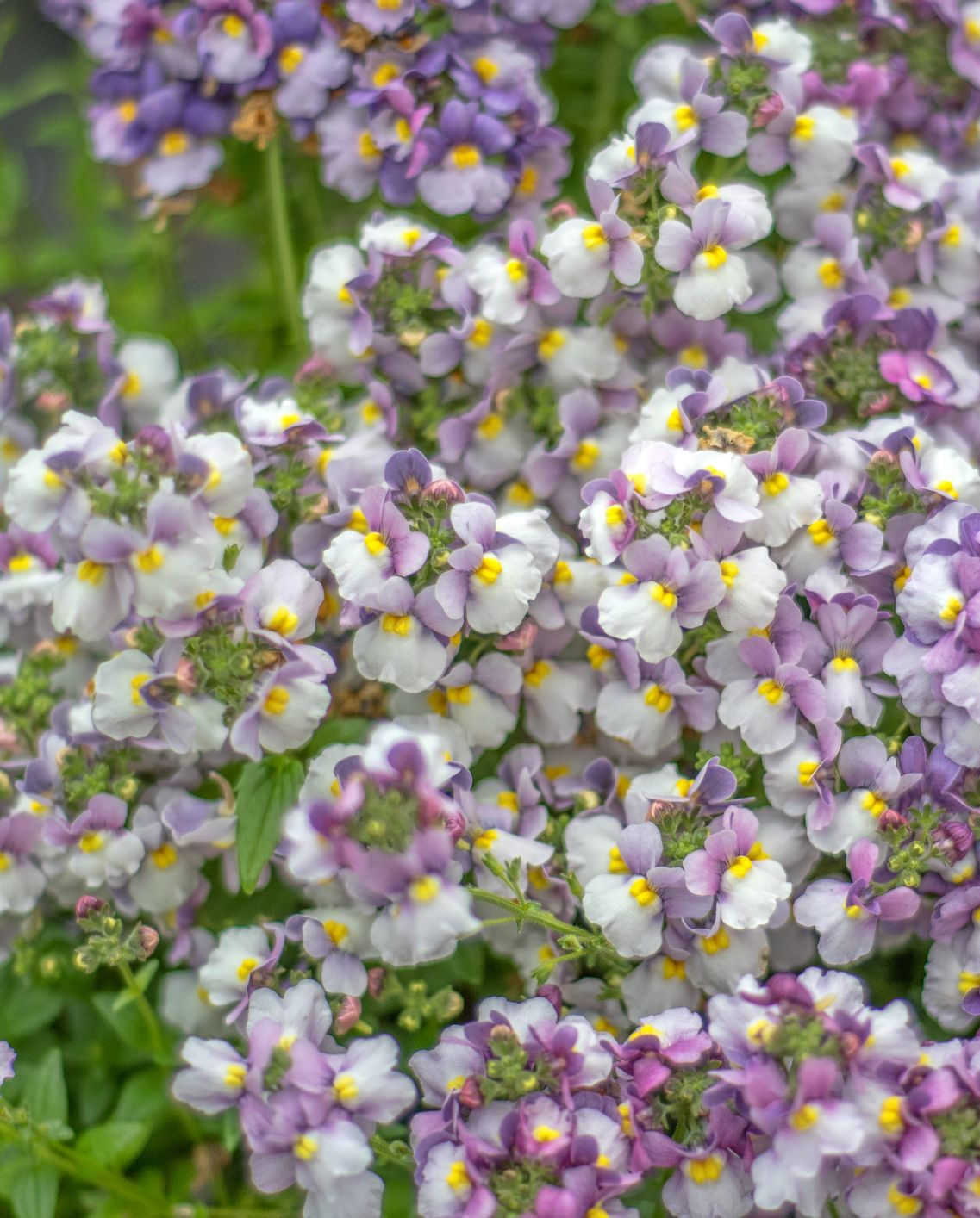 shade flowers nemesia