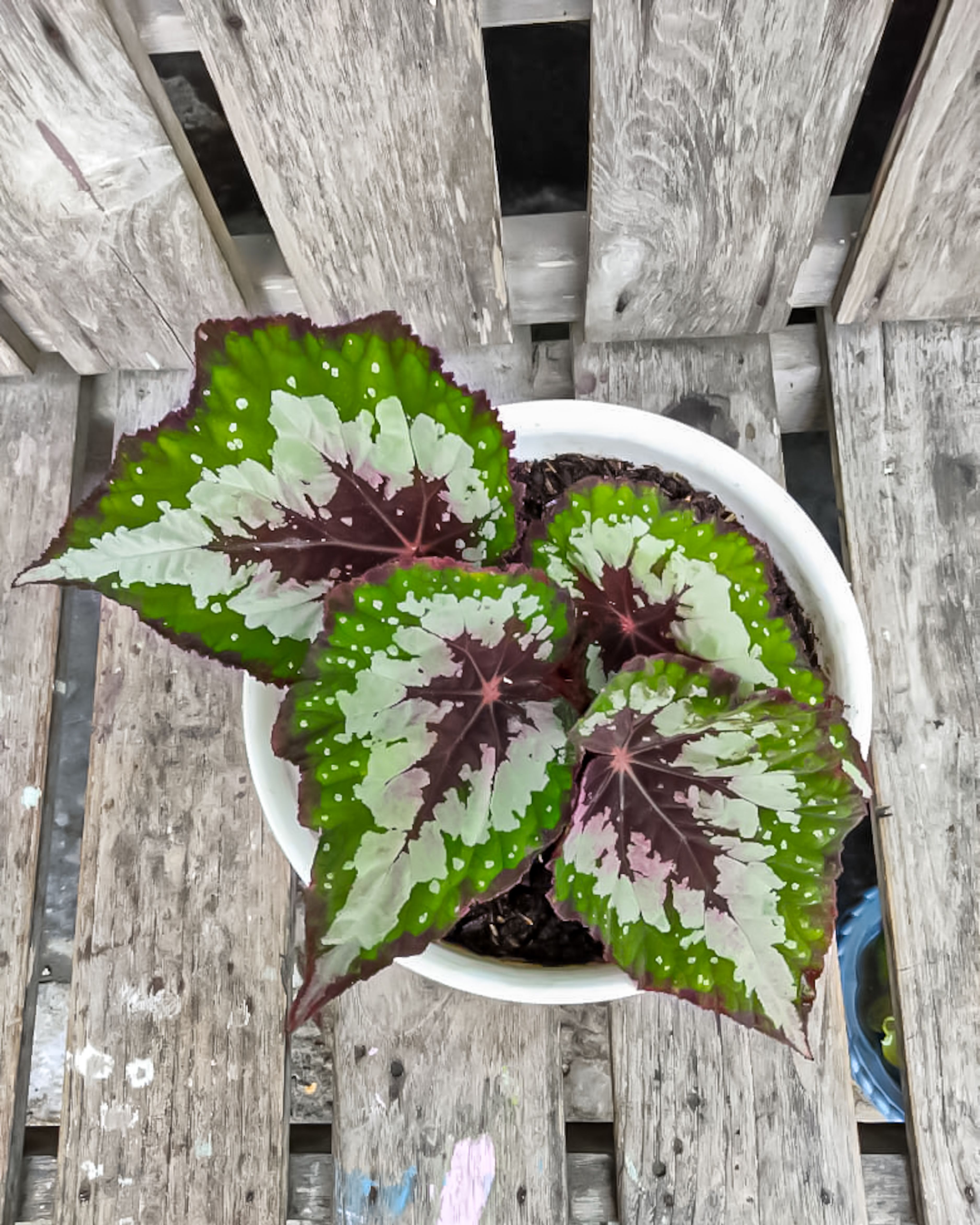 shade flowers rex begonia