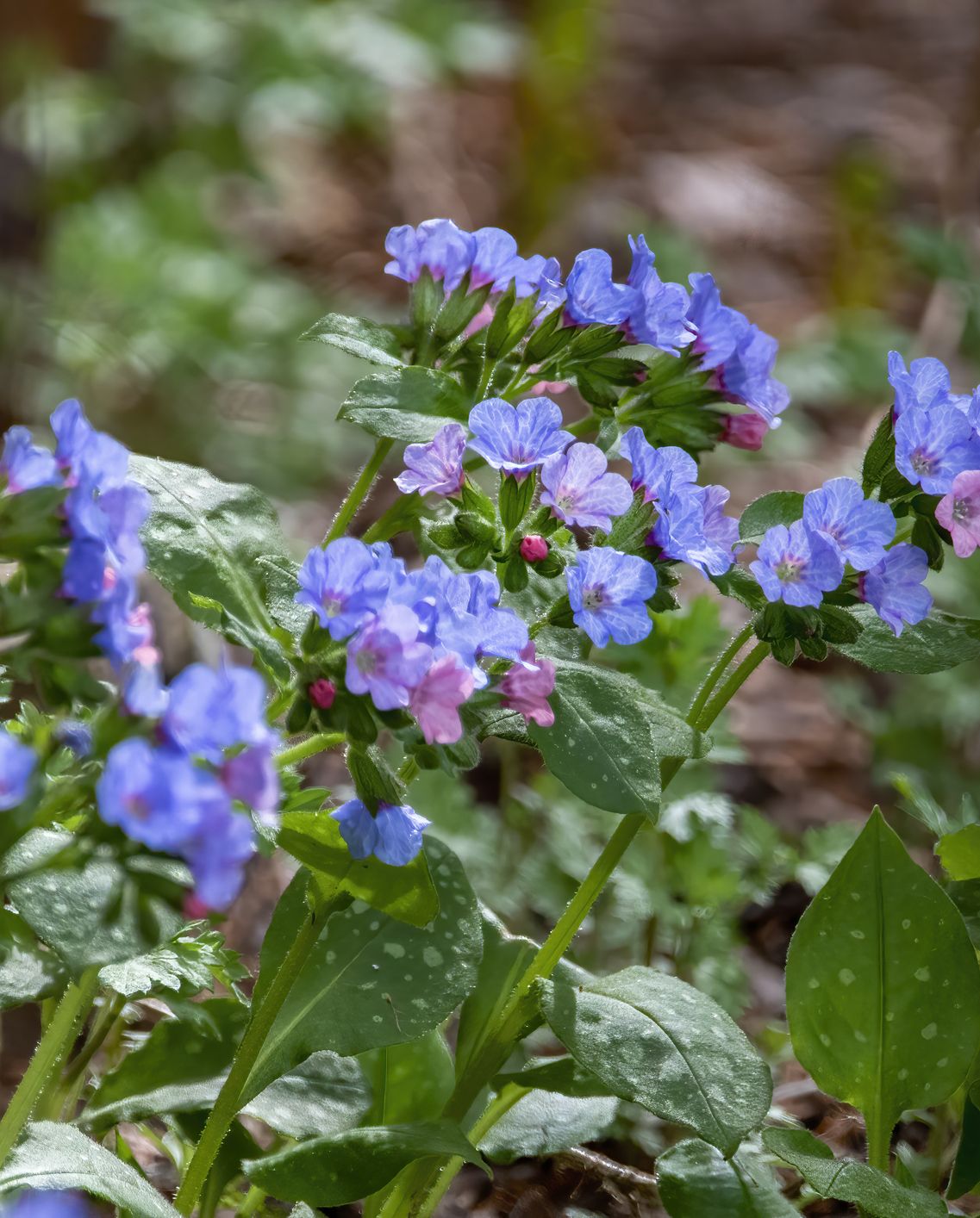 shade flowers pulmonaria