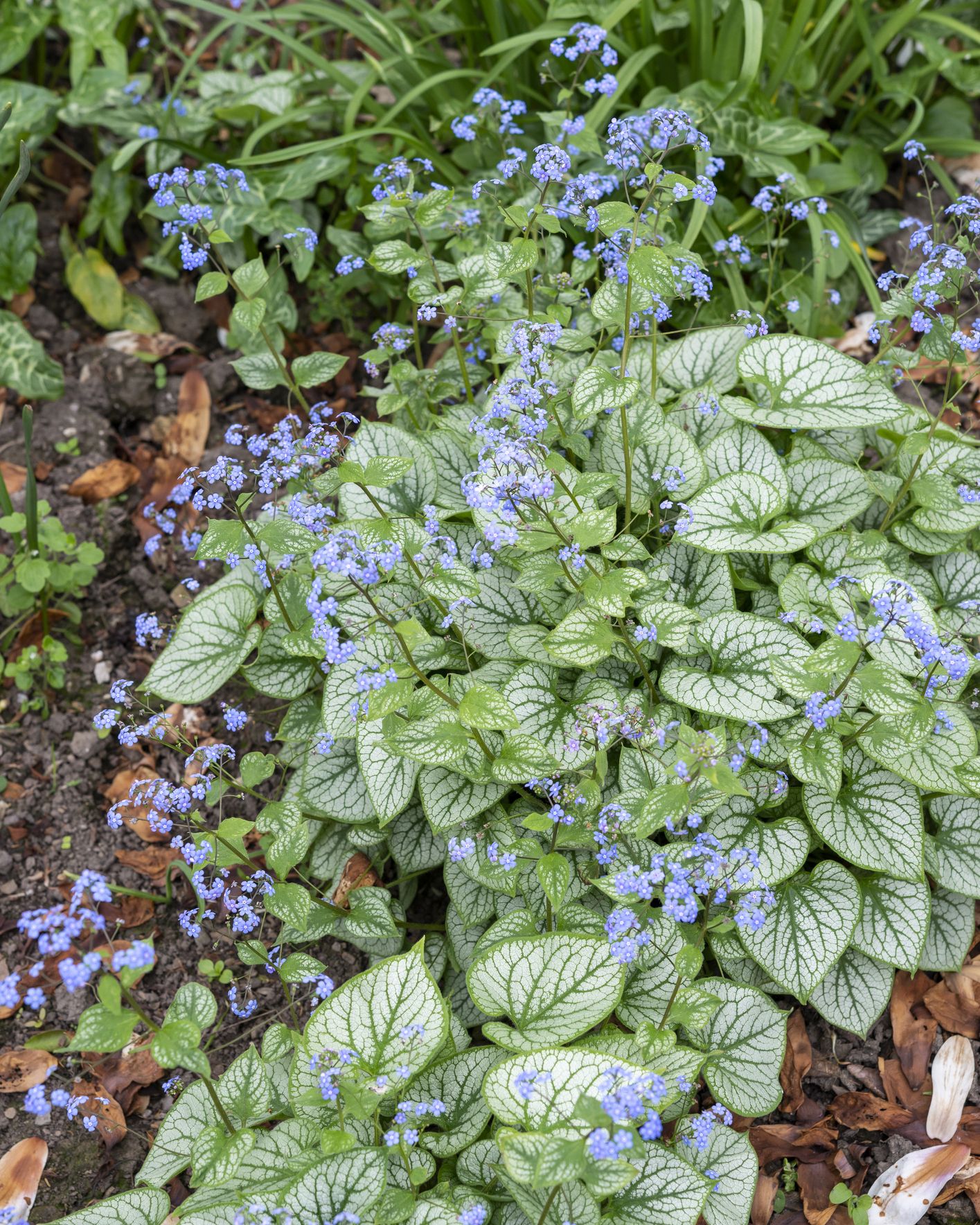 shade flowers brunnera