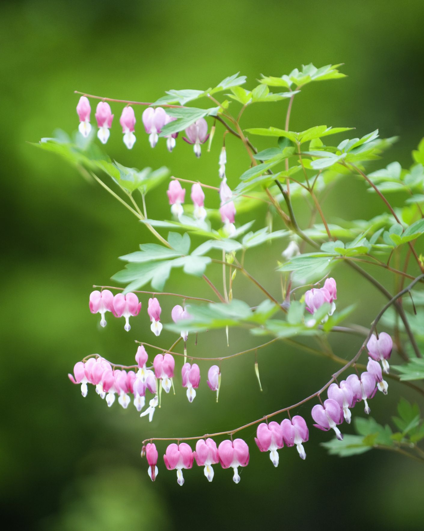 shade flowers bleeding heart