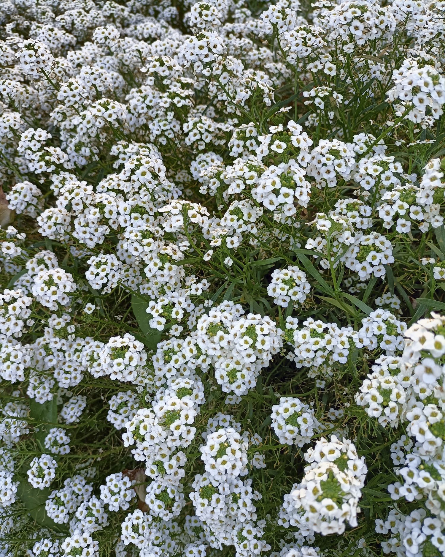 shade flowers sweet alyssum