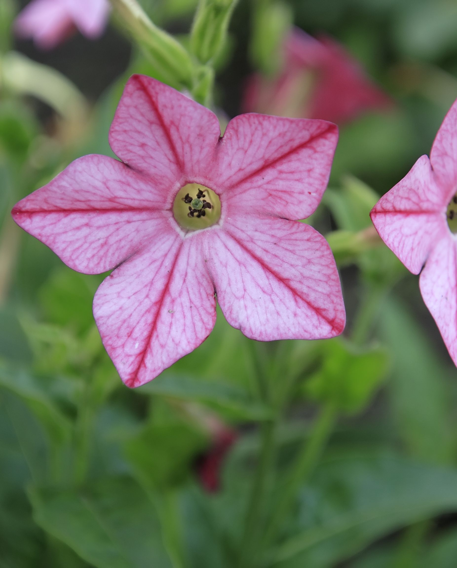 best shade flowers flowering tobacco