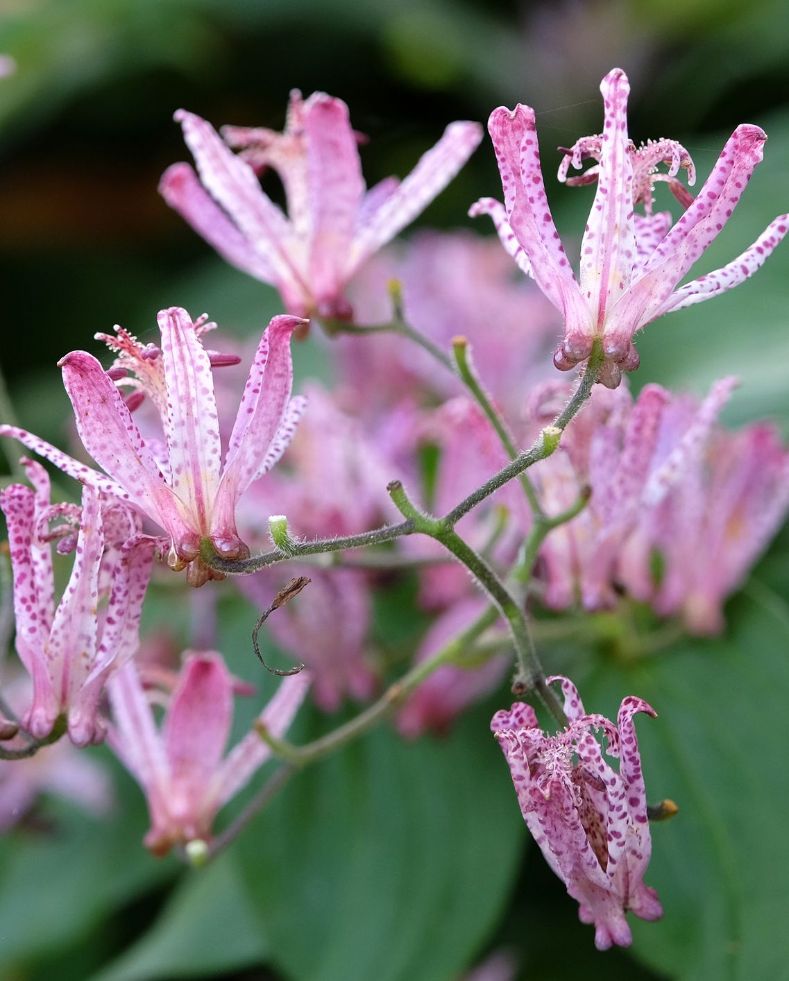 best shade plants