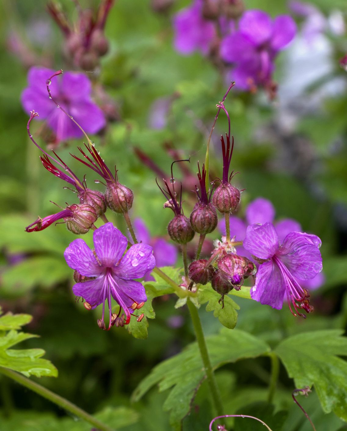 best shade plants