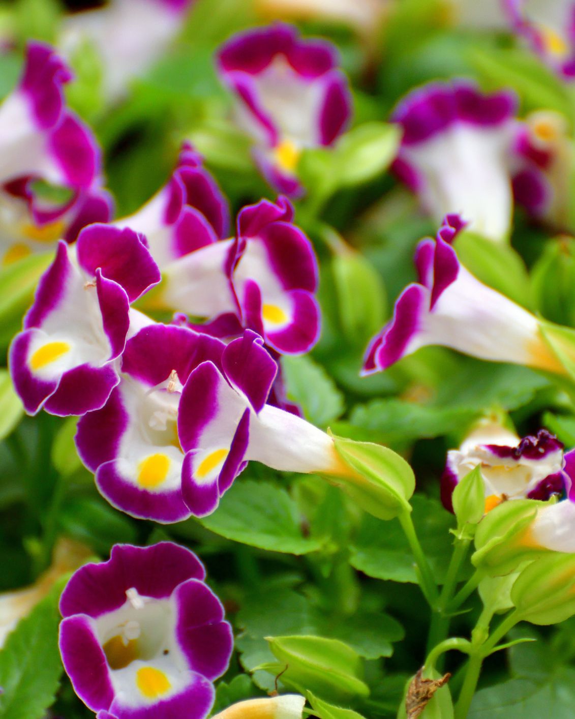 shade flowers torenia