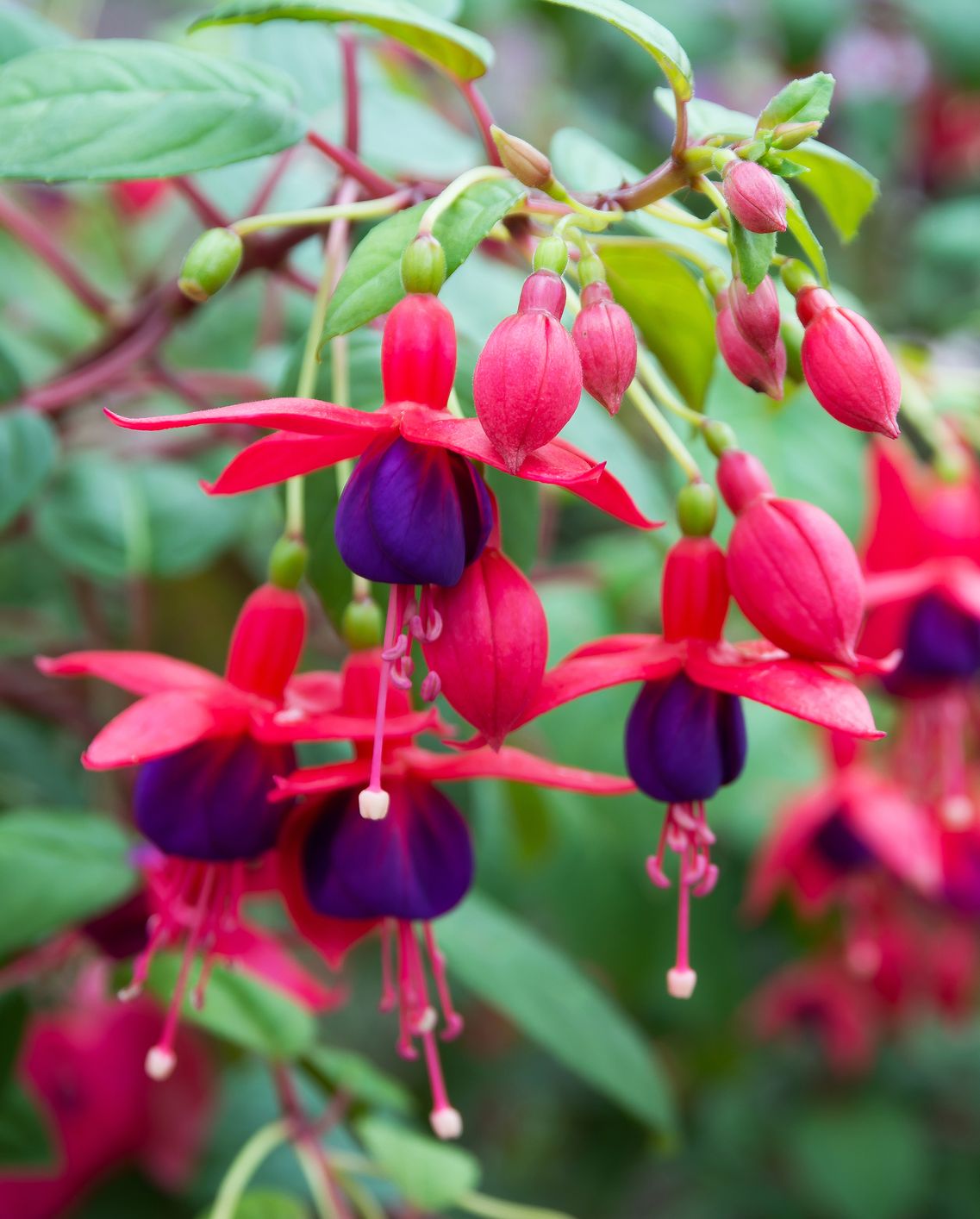 shade flowers fuchsia