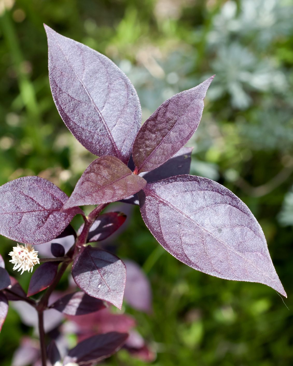 best shade flowers alternanthera