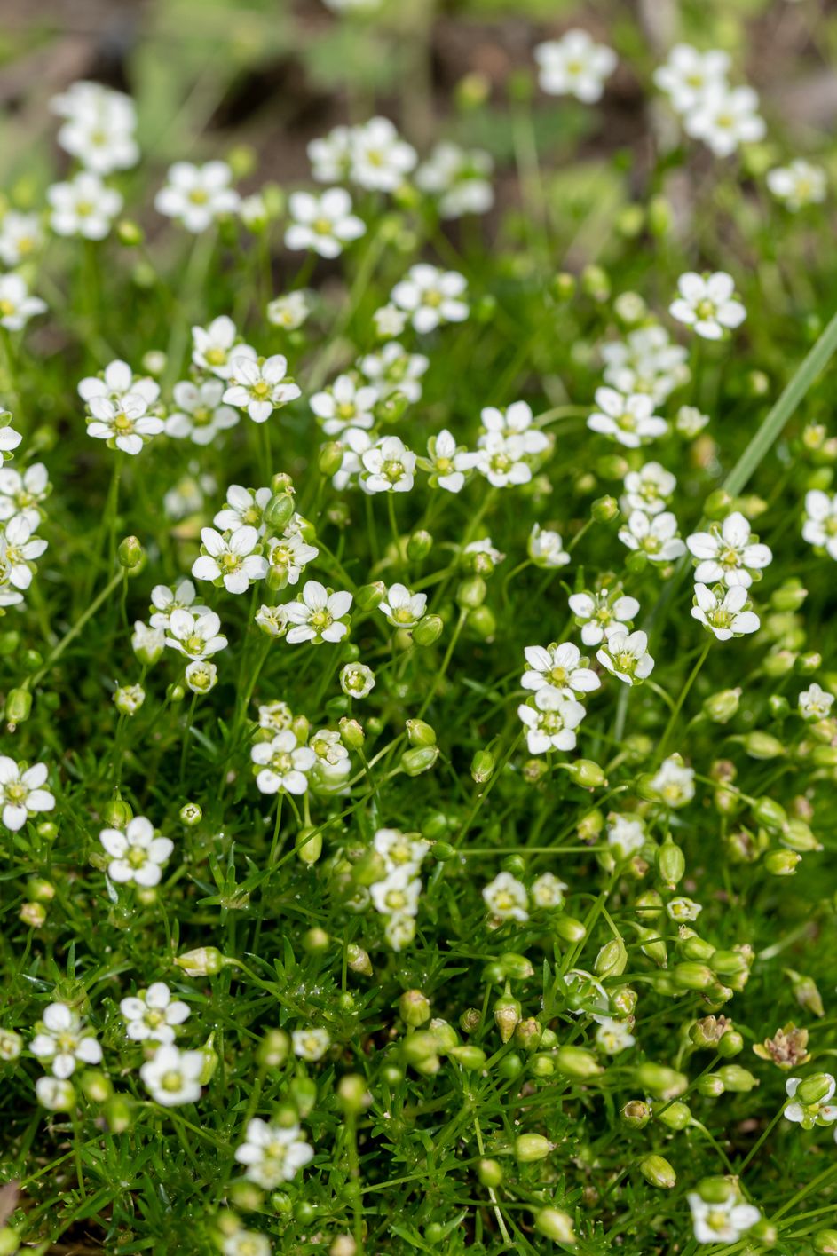 best shade perennials irish moss