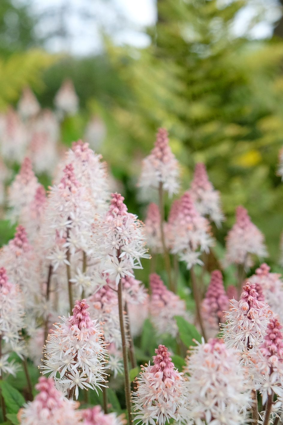 best shade perennials foamflower