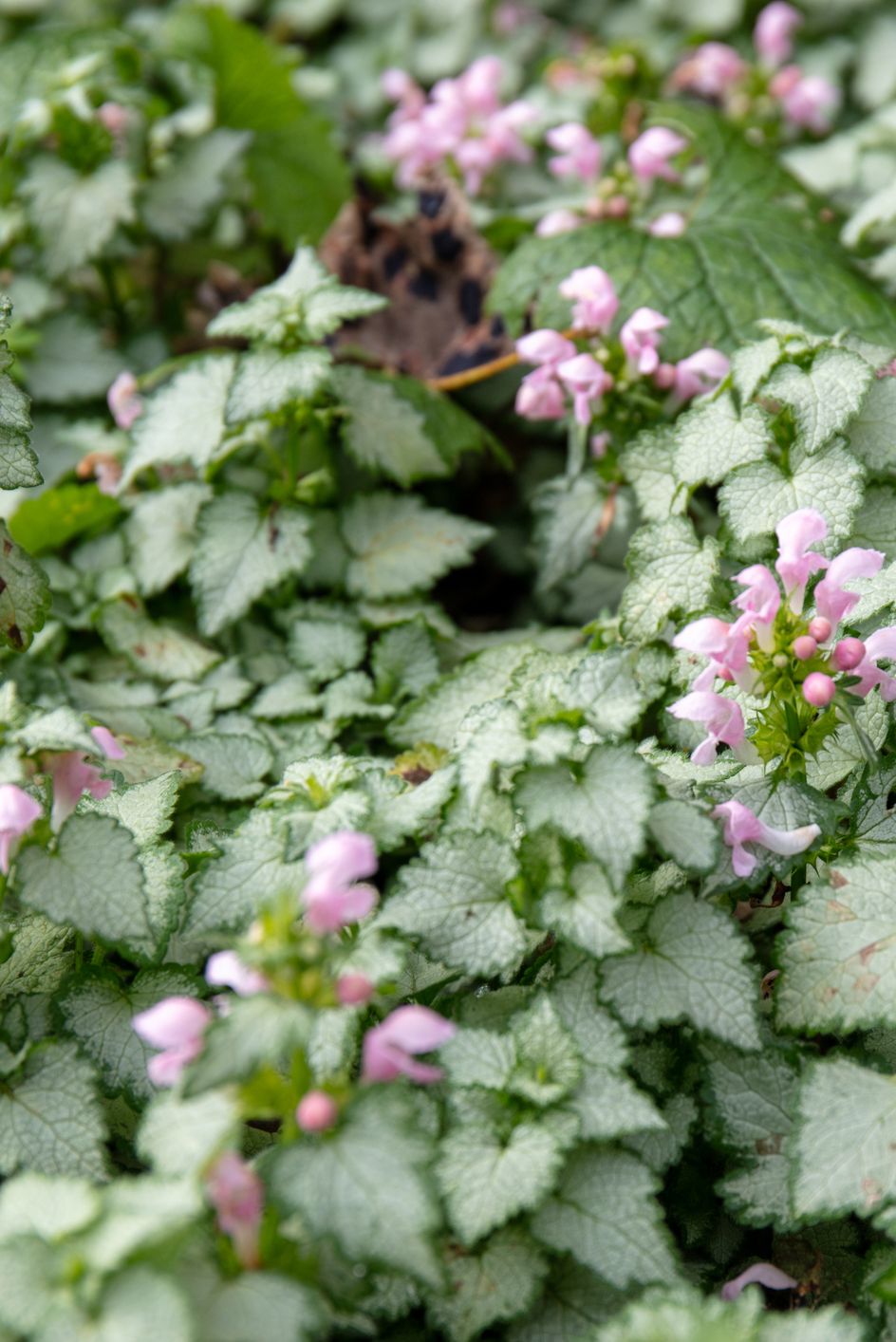 best shade perennials lamium